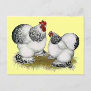 Cochins: Columbian Bantams Postcard
