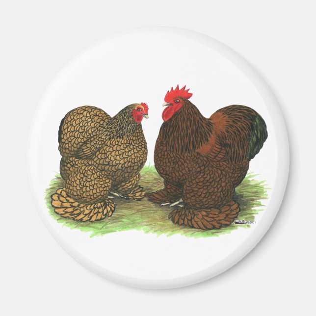 Cochins:  Golden-laced Magnet (Front)