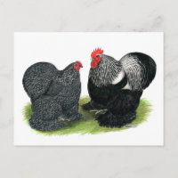 Cochins: Silver-penciled