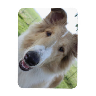 Cock-eyed Collie Magnet