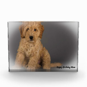 Cockapoo Dog. Photo Block