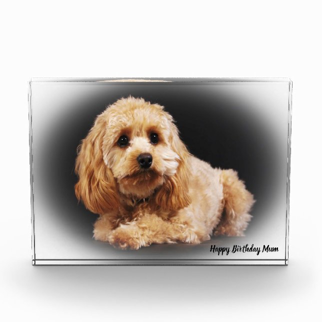 Cockapoo Dog. Photo Block (Front)
