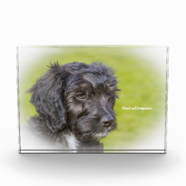 Cockapoo Dog. Photo Block (Front)