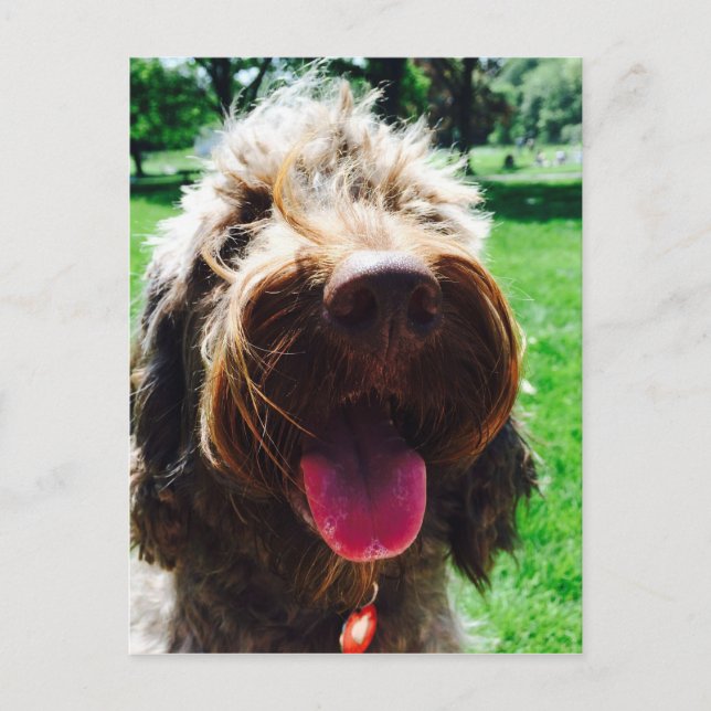 Cockapoo Postcard (Front)
