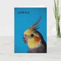 Cockatiel, A little bird...
