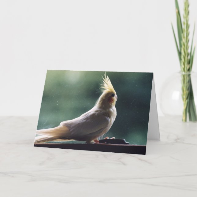 "Cockatiel" Bird Photography Greeting Card (Front)