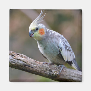 Cockatiel budgerigar perched on branch postcard T- Magnet