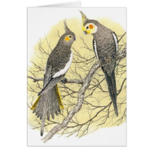 Cockatiel Pair - Nymphicus hollandicus