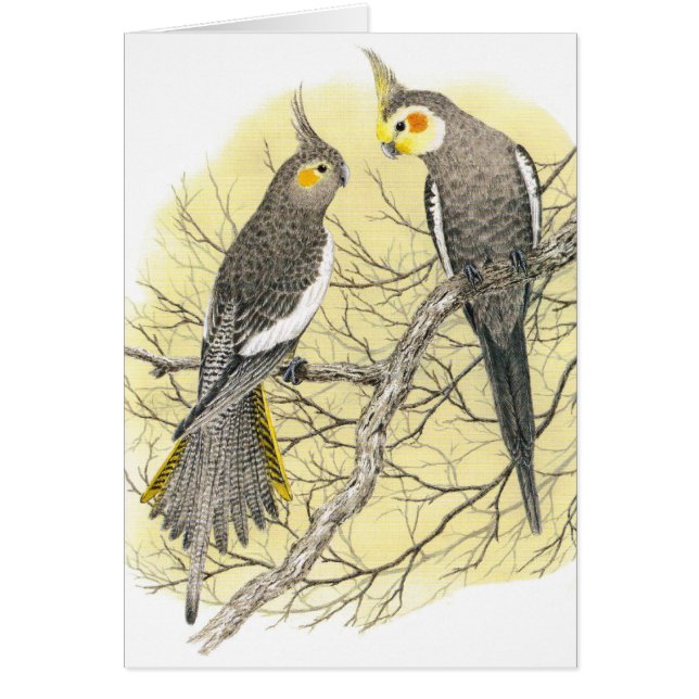 Cockatiel Pair - Nymphicus hollandicus (Front)