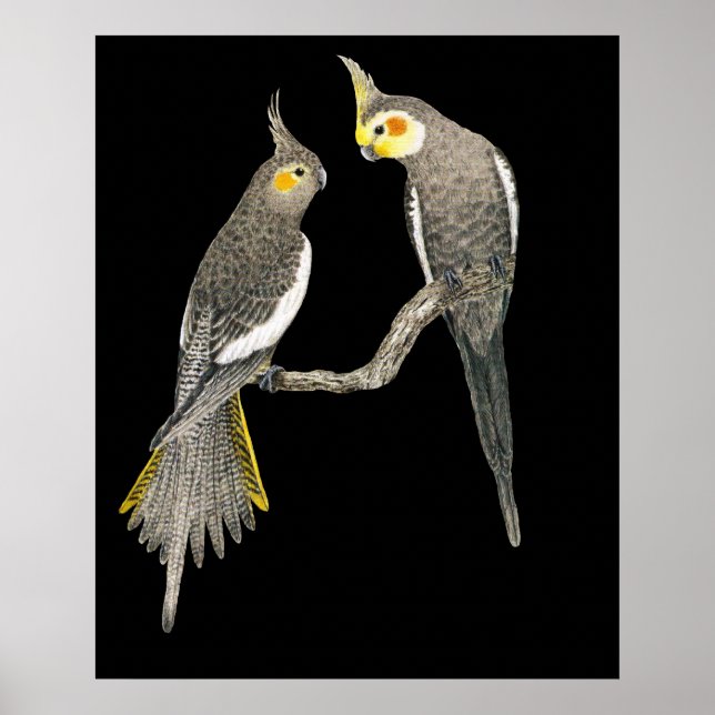 Cockatiel Pair - Nymphicus hollandicus on Black Poster (Front)