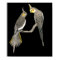 Cockatiel Pair - Nymphicus hollandicus on Black