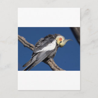 Cockatiel Postcard