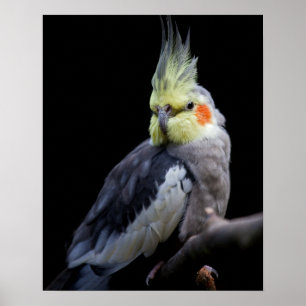 Cockatiel Print