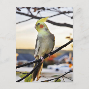Cockatiel Profile Photograph Postcard