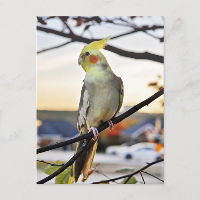 Cockatiel Profile Photograph Postcard (Front)