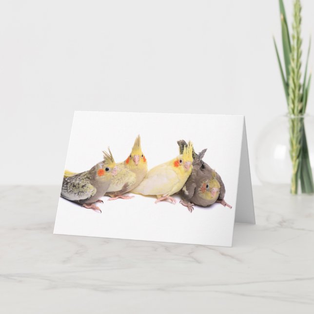 Cockatiels Card (Front)