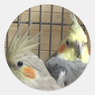 Cockatiels Classic Round Sticker