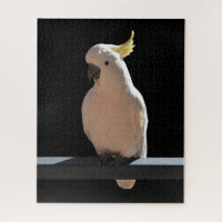 Cockatoo at Sundial Apartments Jigsaw Puzzle