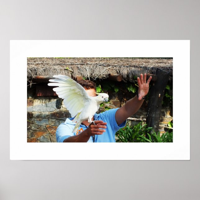 Cockatoo displaying a wing poster (Front)