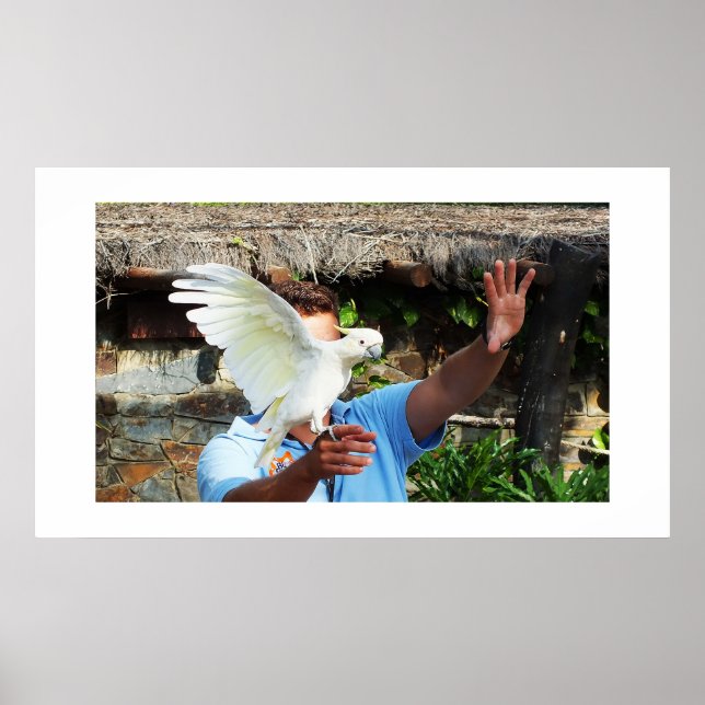 Cockatoo displaying a wing poster (Front)