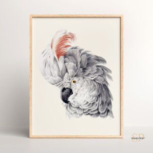 Cockatoo Head White Macaw Parrot Aert Schouman Poster