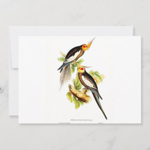 Cockatoo Parakeet Holiday Card
