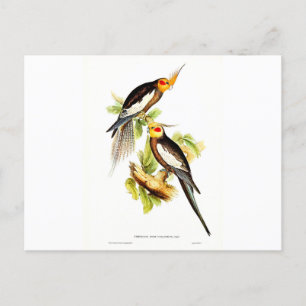 Cockatoo Parakeet Postcard