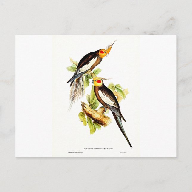 Cockatoo Parakeet Postcard (Front)