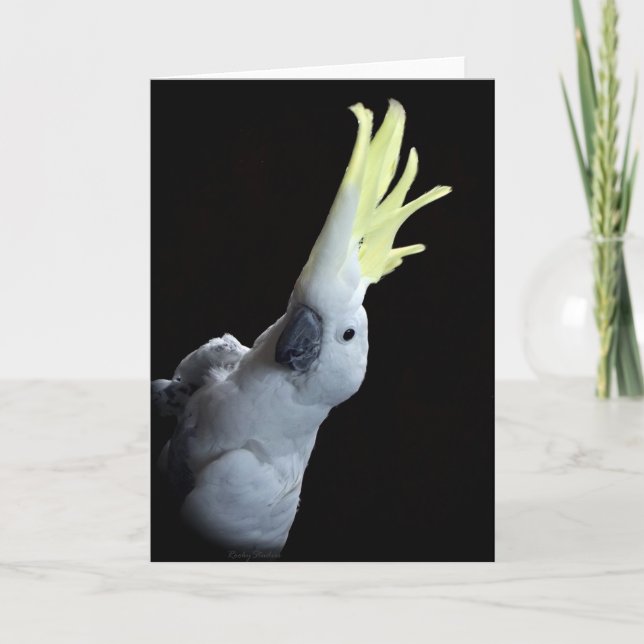 Cockatoo Parrot Card (Front)