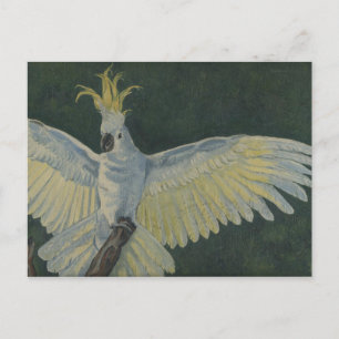 cockatoo postcard