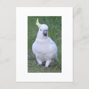 Cockatoo Postcard