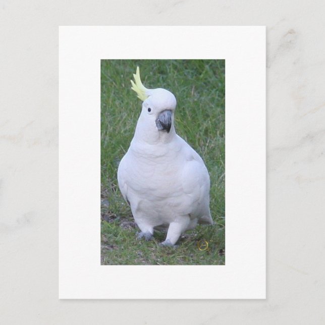 Cockatoo Postcard (Front)