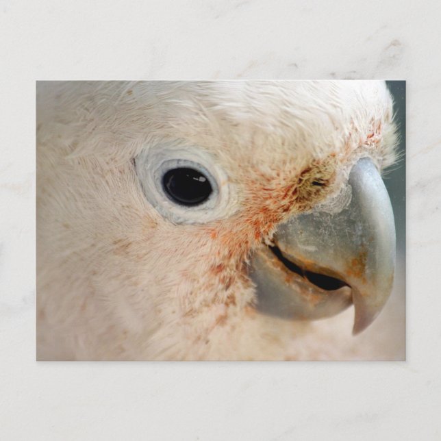 Cockatoo Postcard (Front)