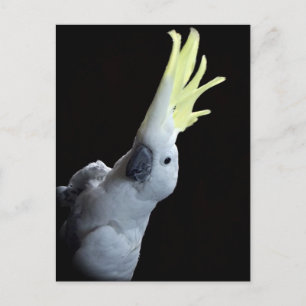Cockatoo Postcard