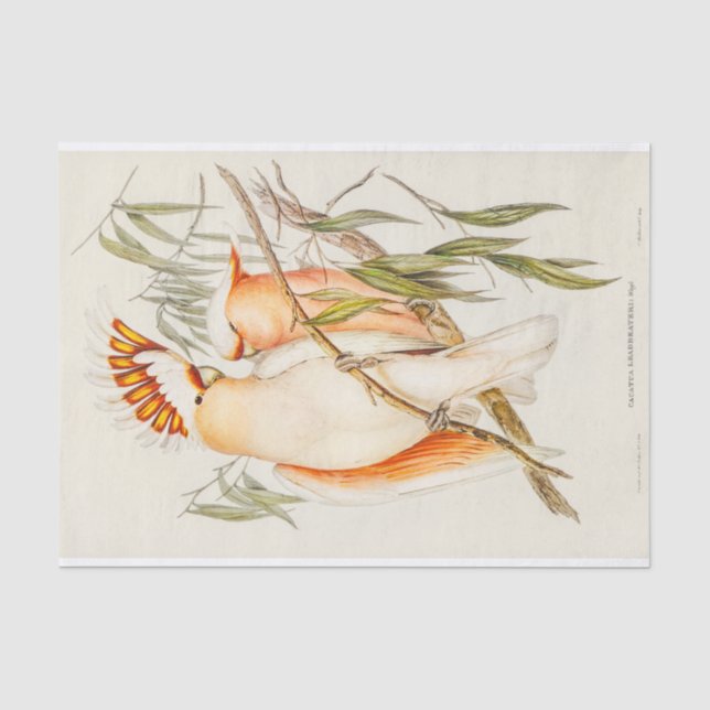 Cockatoo Tissue Paper (Front)