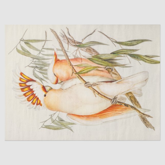 Cockatoo Tissue Paper (Front)