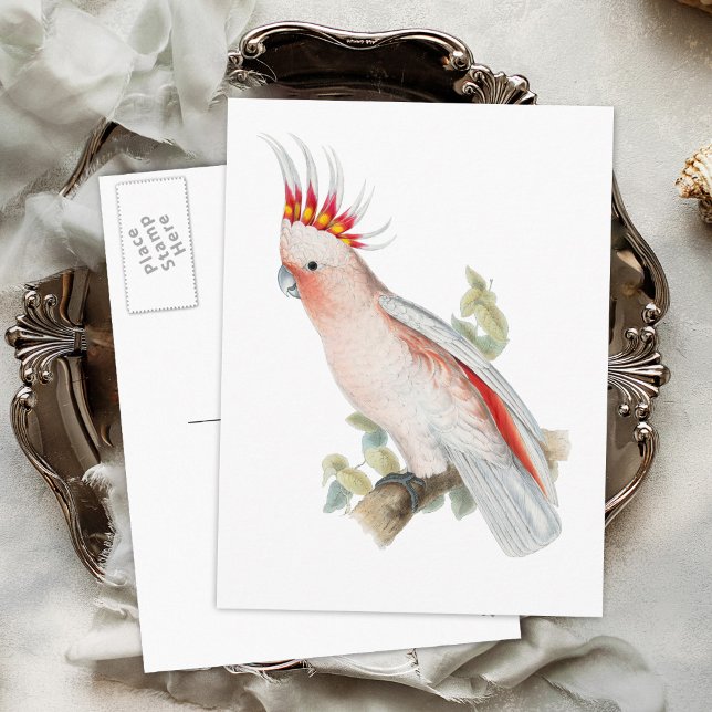 Cockatoo Vintage Parrot Bird Postcard (Creator Uploaded)