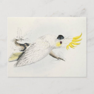 cockatoo Yellow Postcard