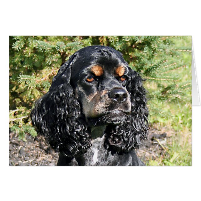 Cocker Spaniel (Front Horizontal)