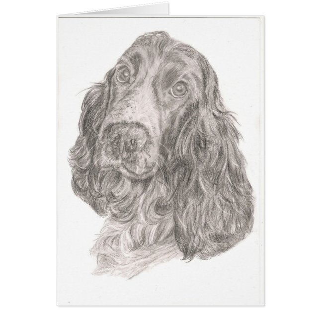 Cocker Spaniel (Front)