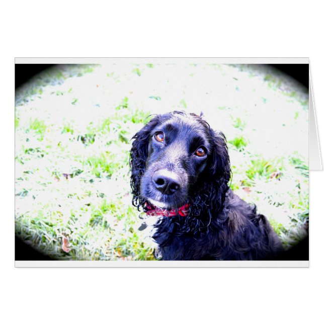 Cocker Spaniel (Front Horizontal)