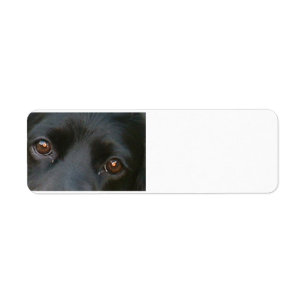 cocker spaniel black eyes.png return address label