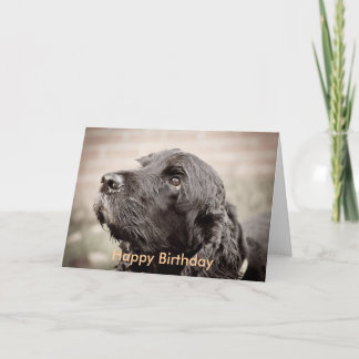 Cocker Spaniel Card