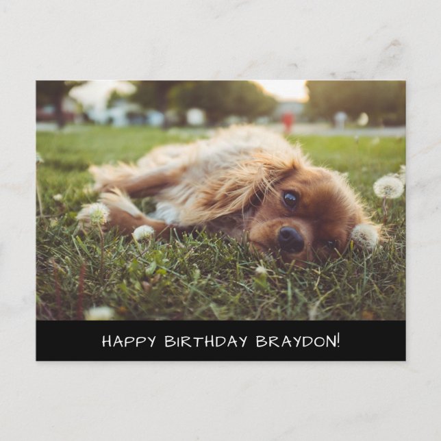 Cocker Spaniel Cavalier Birthday Postcard (Front)