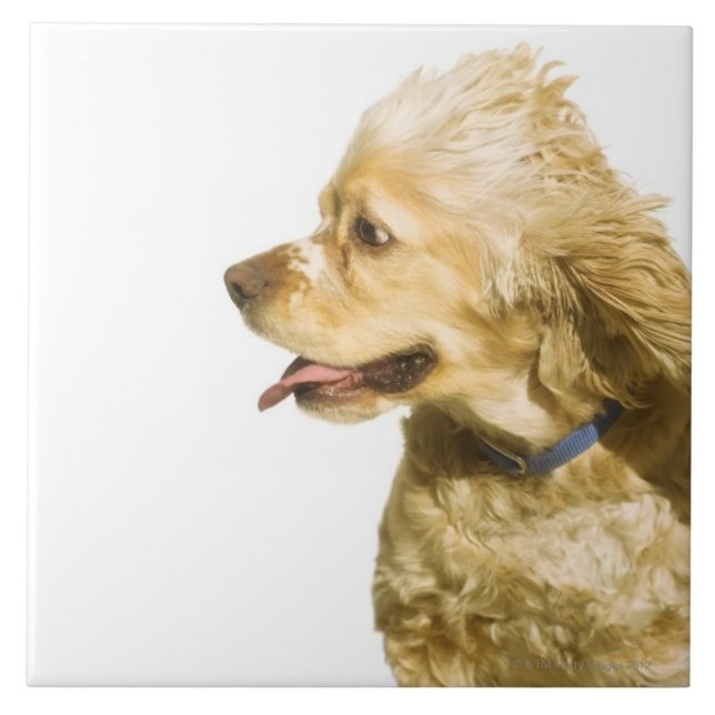 Cocker Spaniel Ceramic Tile (Front)