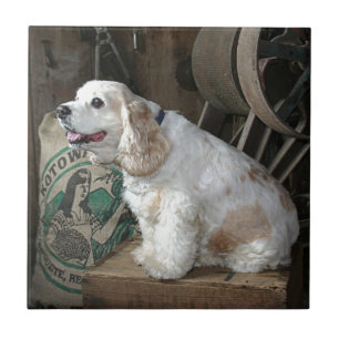 Cocker Spaniel Ceramic Tile