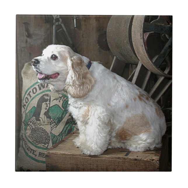 Cocker Spaniel Ceramic Tile (Front)