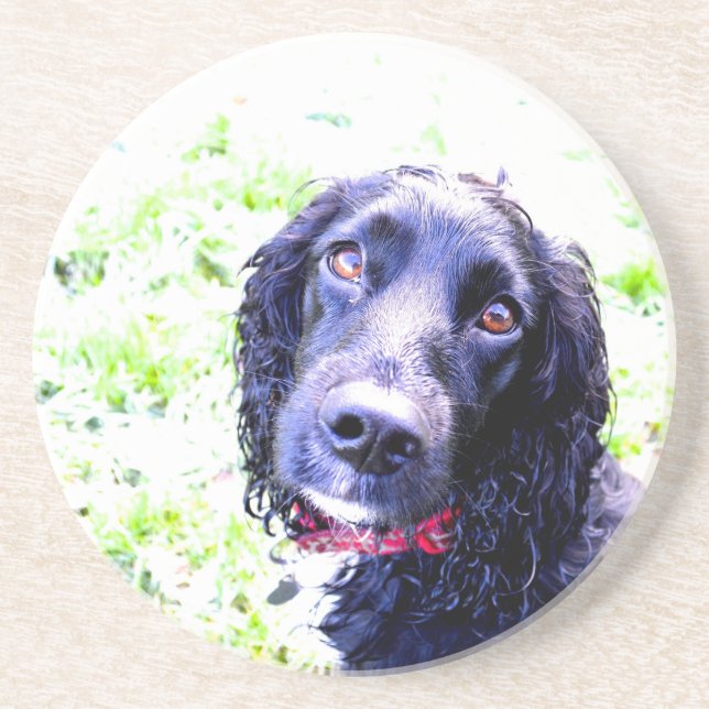 Cocker Spaniel Coaster (Front)