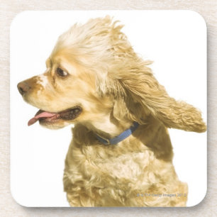 Cocker Spaniel Coaster