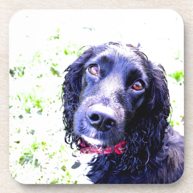 Cocker Spaniel Coaster (Front)